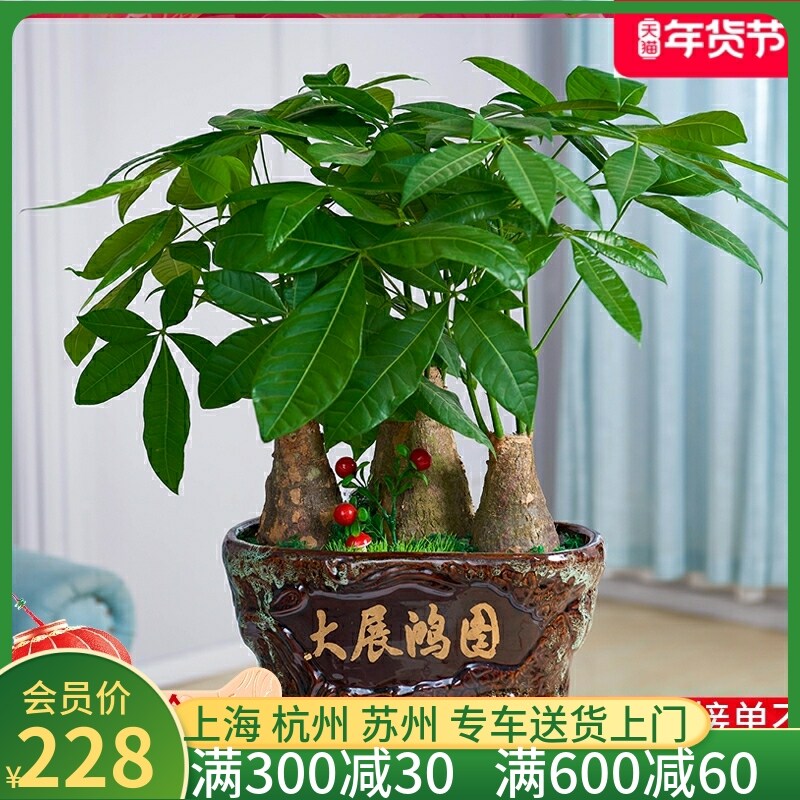 梦邦发财树盆景室内办公室盆栽植物客厅桌面送礼绿植招财同城配送