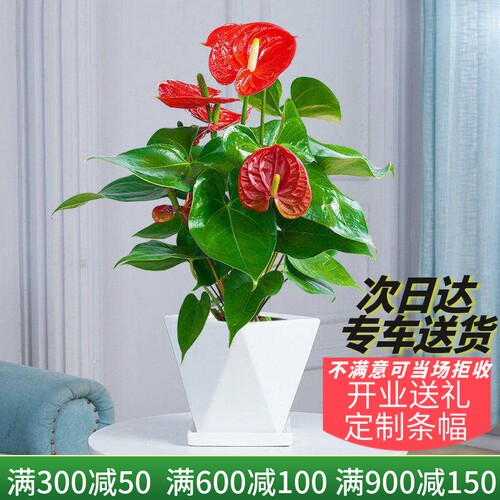 小型办公室绿植红掌桌面绿植花卉