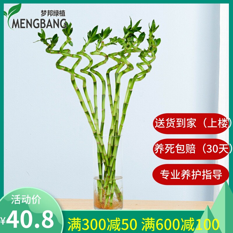 梦邦龙竹水培植物室内办公室内客厅开运竹富贵竹绿植盆景同城配送_虎窝淘