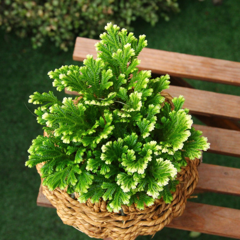 卷柏盆栽苗不死草 石柏 岩柏 九死还魂草 蕨类植物耐寒冬天冻不死