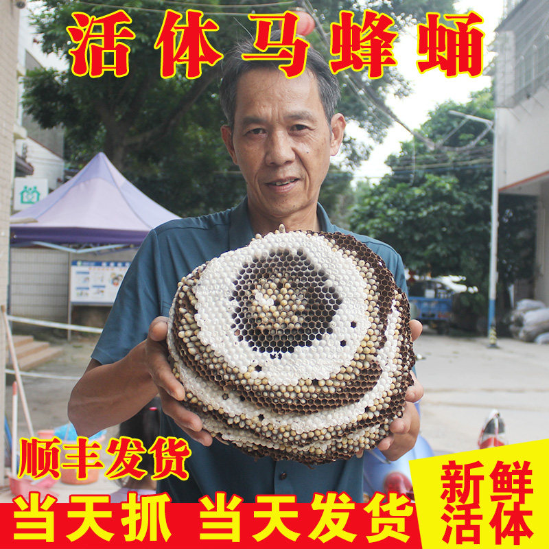 野生鲜活带巢蜂蛹新鲜抓