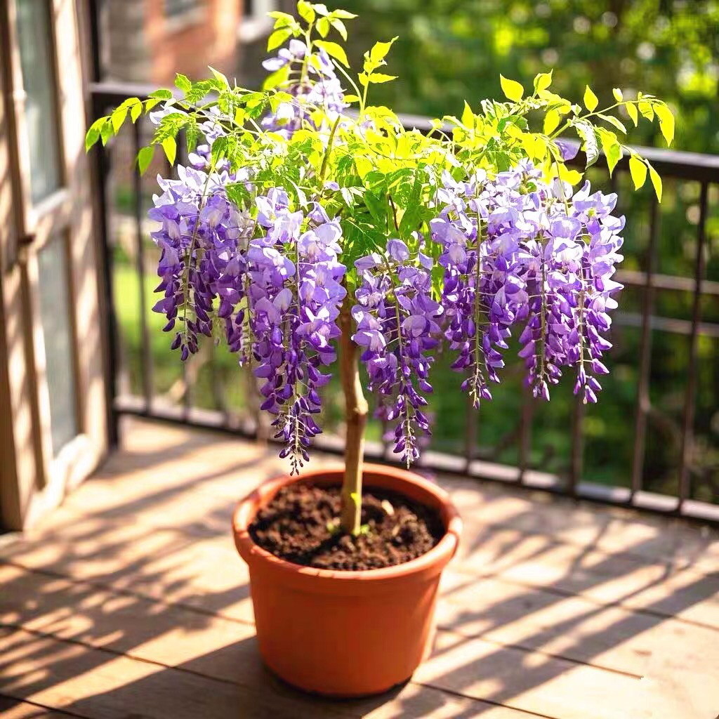 树苗盆栽攀援种植庭院爬藤