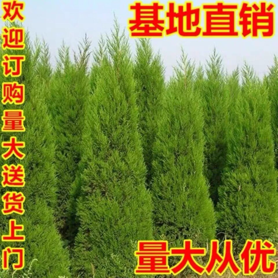 四季常青塔柏树苗蜀桧苗墓地松清