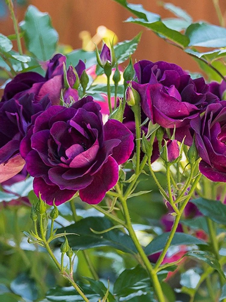 葡萄冰山 灌木月季可做藤本四季开花酒红色多季开盆栽花苗,鲜花速递/花卉仿真/绿植园艺,月季/蔷薇/玫瑰,淘宝优惠券,粉丝福利购,淘宝优惠卷