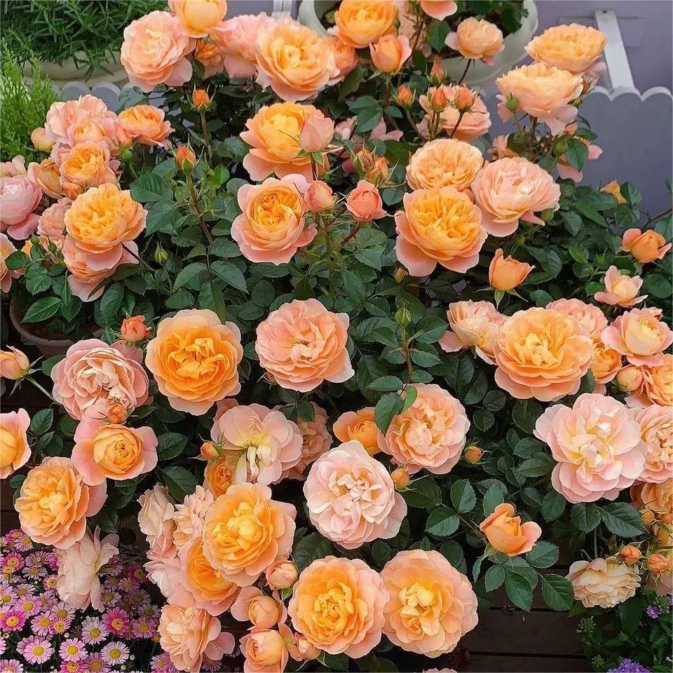 藤果汁月季 果汁阳台芽变 藤本大花 勤花多季 长势快抗病直立爬藤