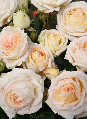 茴香酒夫人德国科德斯欧月季可切花强香直立抗病庭院植物