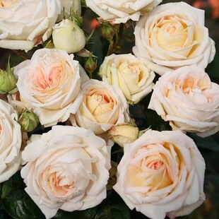 茴香酒夫人德国科德斯欧月季可切花强香直立抗病庭院植物