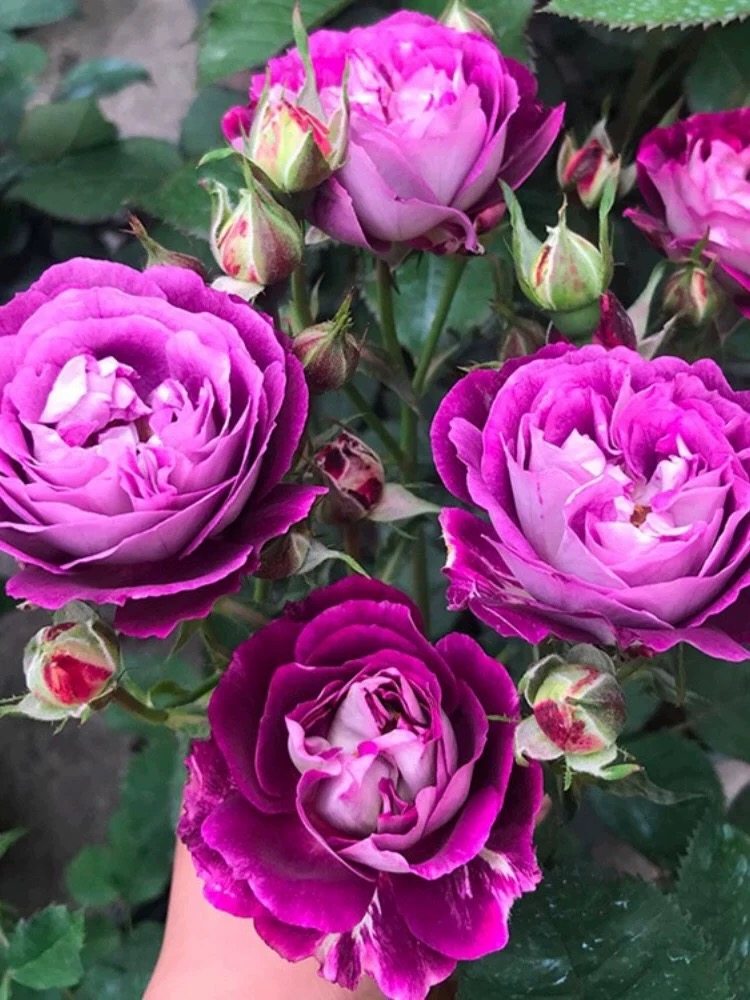 合唱团月季花苗庭院阳台盆栽四季花卉玫瑰花,鲜花速递/花卉仿真/绿植园艺,月季/蔷薇/玫瑰,淘宝优惠券,粉丝福利购,淘宝优惠卷