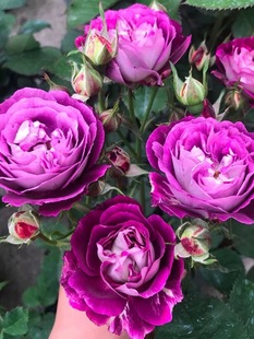 合唱团月季花苗庭院阳台盆栽四季花卉玫瑰花