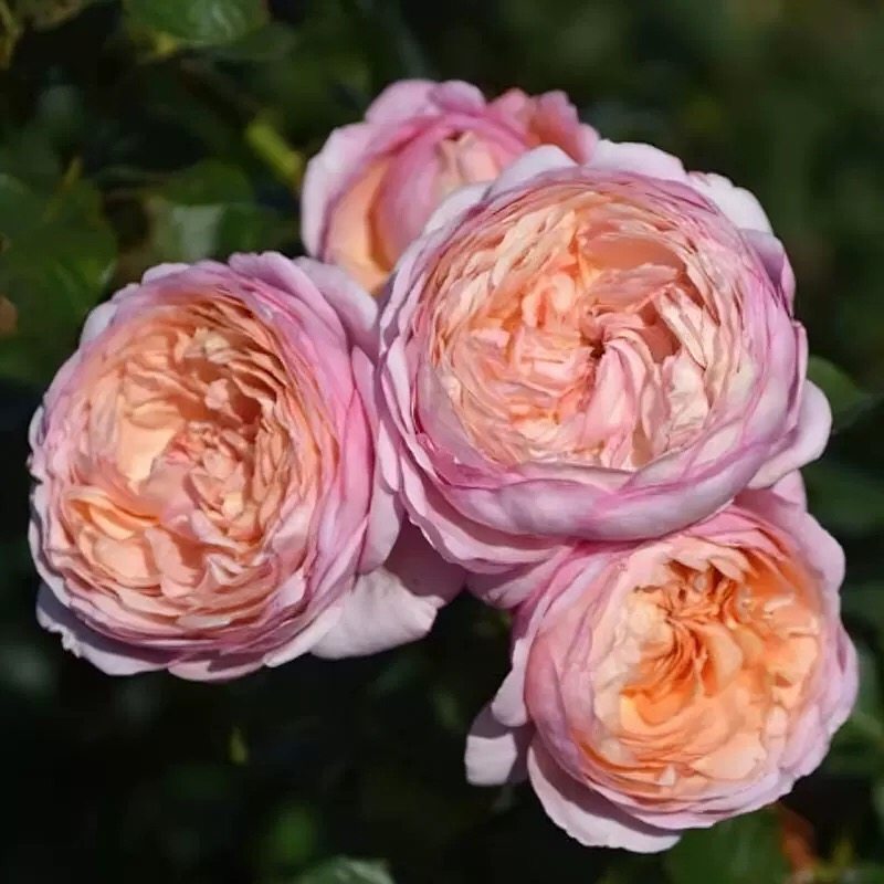 伴侣品种月季多季开花适合阳台栅栏庭院爬藤植物庭院种植,鲜花速递/花卉仿真/绿植园艺,月季/蔷薇/玫瑰,淘宝优惠券,粉丝福利购,淘宝优惠卷