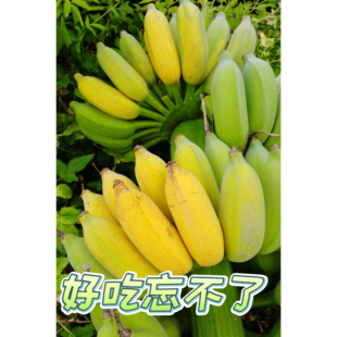 精选广西新鲜西贡蕉净重9斤西贡米蕉香甜粉糯无催熟剂