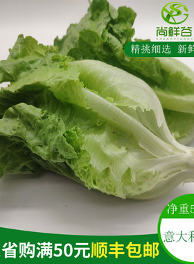 新鲜意大利生菜 农家菜 唐生菜 绿色蔬菜 生吃蔬菜 火锅配菜500g