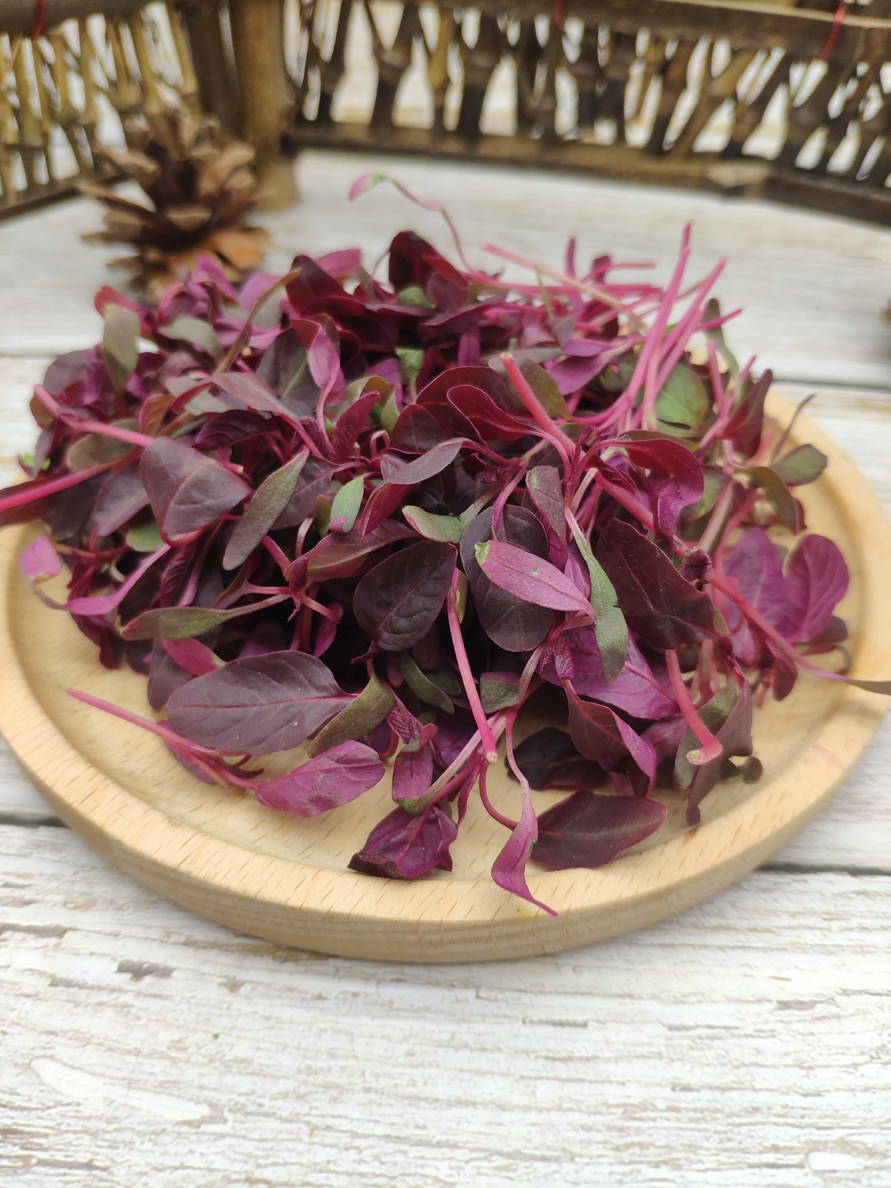 安曼红 新鲜可食用芽苗 火红苗 斯卡纳苗厅食用摆盘装饰 一盒20克