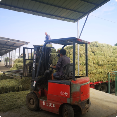 苜蓿草捆家畜喂马青草料牛羊驼食用牧草动物园宠物养殖场干草饲料