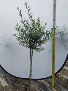 一物一拍油橄榄树棒棒糖盆栽基地直销办公室阳台绿植四季常绿植物