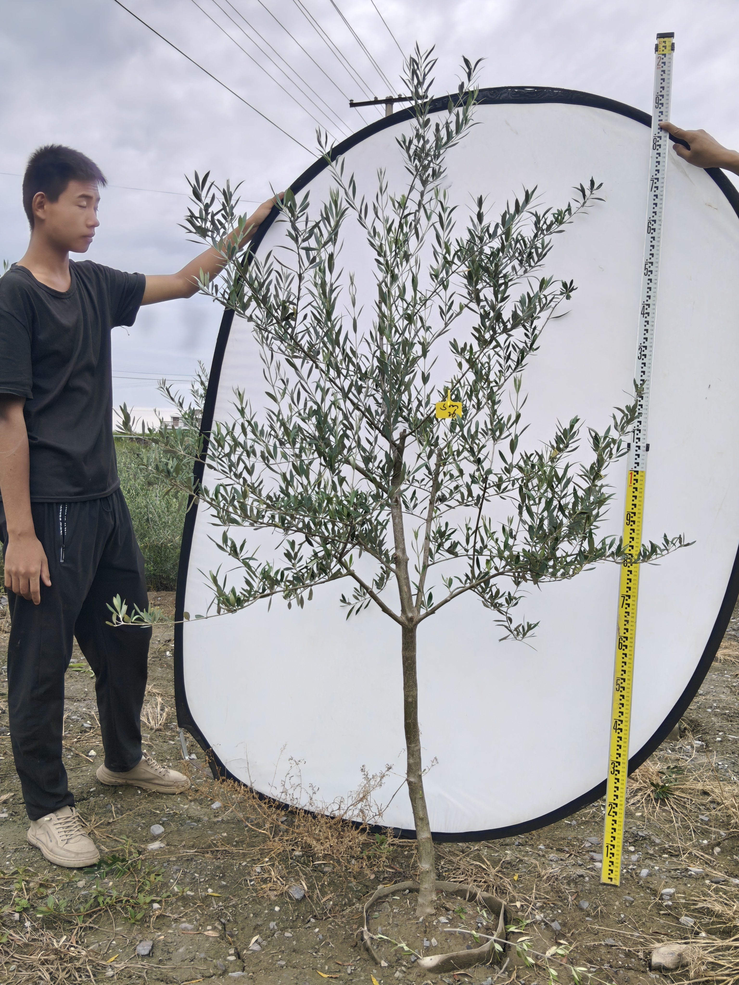 四季常绿绿植油橄榄树北欧植物