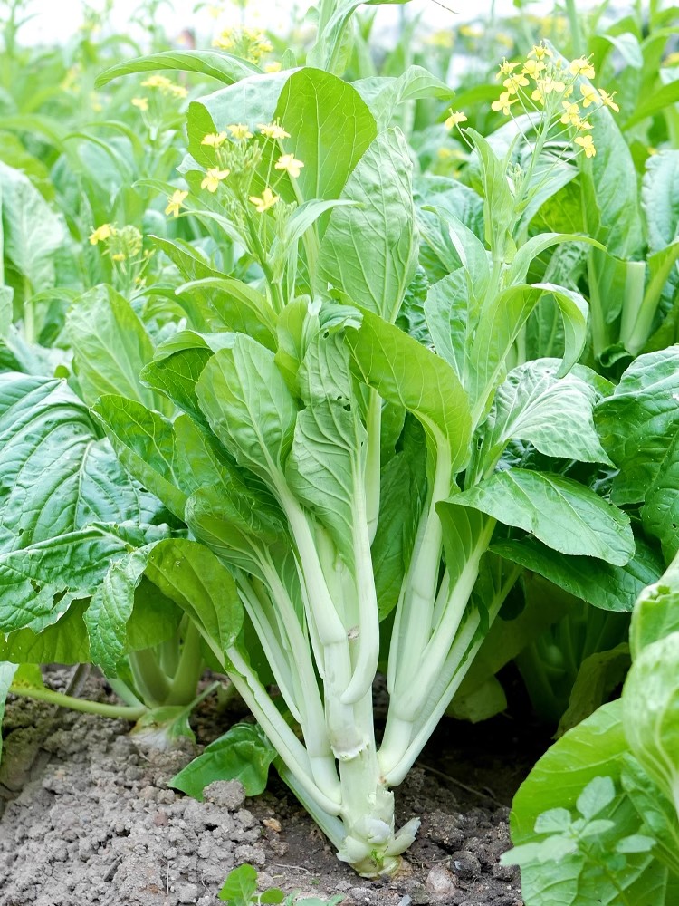 早熟甜脆多芽白菜苔种子杂交早熟高产侧芽多味甜软白菜心蔬菜种子-封面