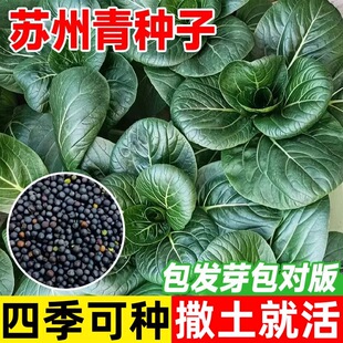 黑叶苏州青种子油菜种籽菜籽小青菜白菜蔬菜种孑青梗上海青苗大全