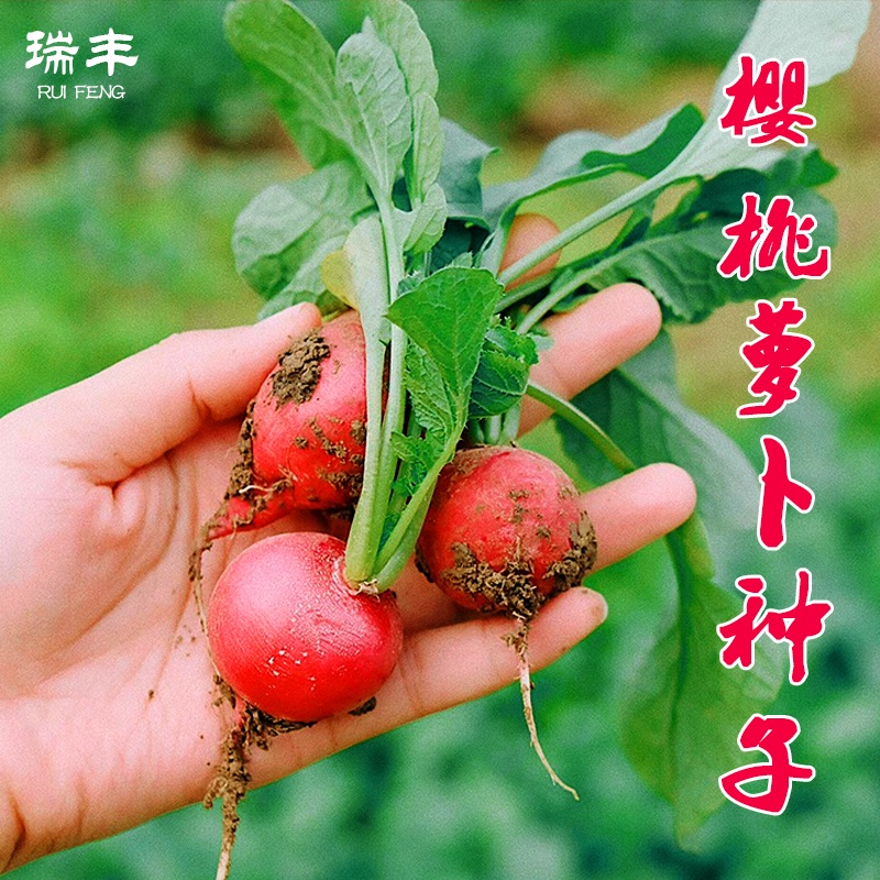 蔬菜水果四季阳台盆栽樱桃萝卜