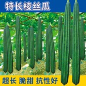 特长棱角丝瓜种子八角水瓜棱瓜阳台盆栽庭院南方蔬菜种籽四季 苗孑