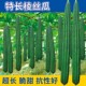 特长棱角丝瓜种子八角水瓜棱瓜阳台盆栽庭院南方蔬菜种籽四季 苗孑