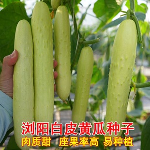 浏阳白皮黄瓜种孑白玉黄瓜白青瓜秧苗盆栽高产春秋季农家蔬菜种子