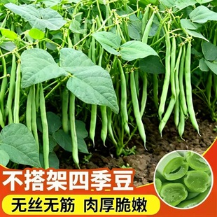 无架豆种子豆角四季豆种籽苗秧大全孑秋豆角苗豆种不搭架地豆扁豆