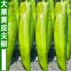 黄皮大牛角椒种子大果羊角椒尖椒辣椒薄皮椒种籽高产春秋蔬菜种孑
