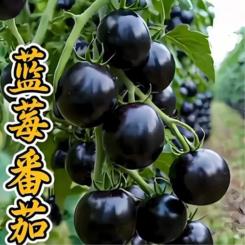 黑番茄种籽四季种植盆栽小番茄