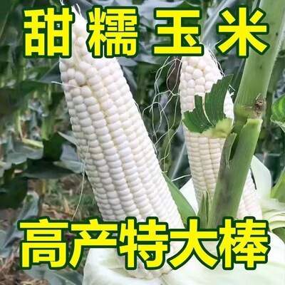 抗病非转农家庭园甜加糯粘玉米