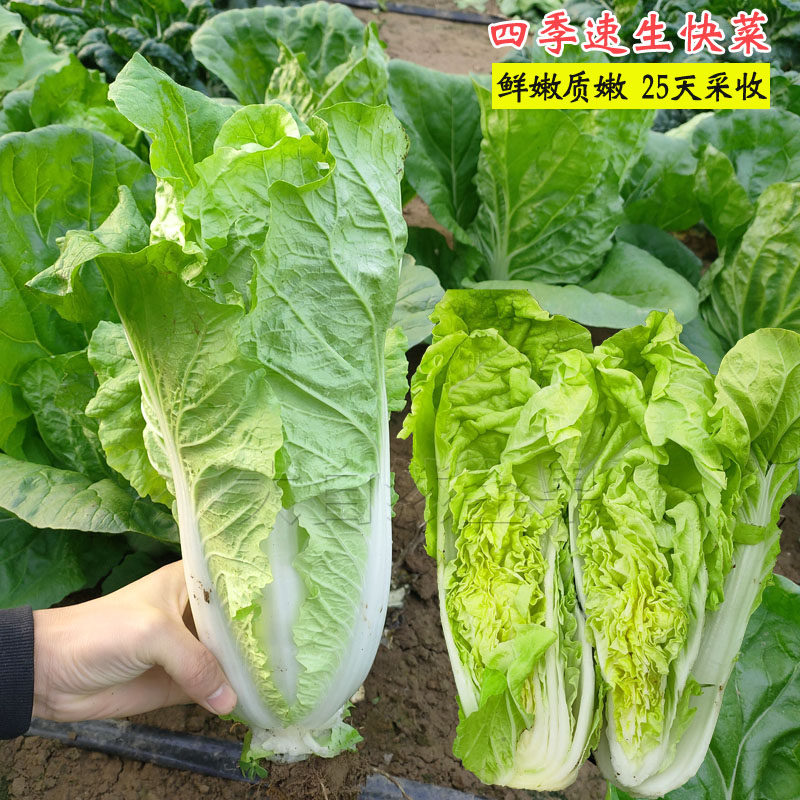 快菜种子四季小白菜种籽小青菜籽油菜娃娃菜阳台盆栽蔬菜种孑春秋