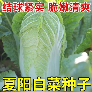 夏阳大白菜种子夏天种的菜50天早熟抗热耐高温夏季蔬菜种籽孑盆栽