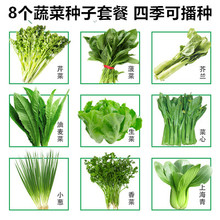 8种蔬菜种子套餐大全秋冬季阳台盆栽菜种籽青菜种孑当季籽种菜籽