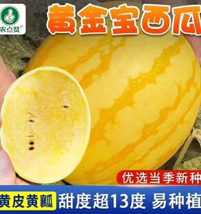 黄皮黄壤西瓜种子春季夏秋季四季盆栽超甜黄肉礼品小型西瓜种籽孑