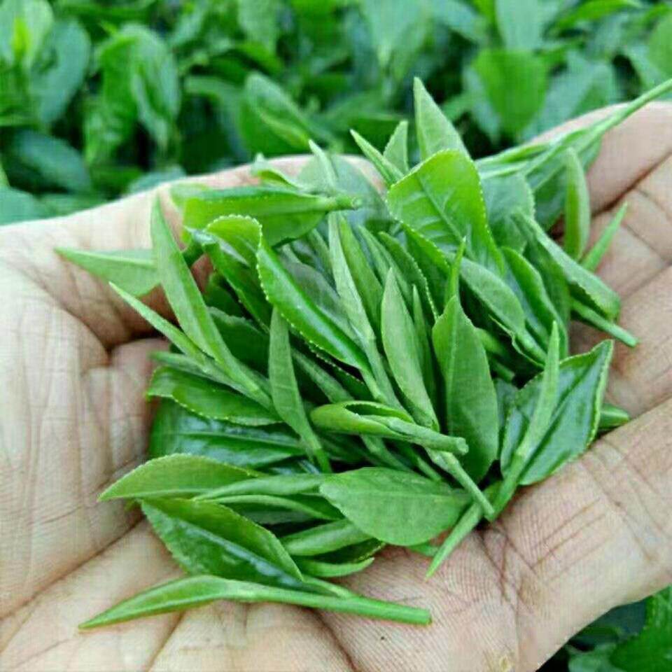 十堰武当山茶竹溪毛尖新茶明前茶