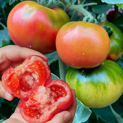 水果番茄种子孑草莓柿子铁皮大西红柿苗秧盆栽四季蔬菜种籽秧苗