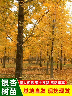 庭院银杏树苗南北方种植白果活苗占地绿化苗木行道树金叶银杏小苗