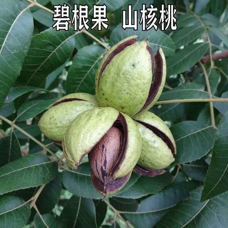 碧根果树苗嫁接核桃树苗薄皮核桃苗当年接果南方北方种植庭院果树