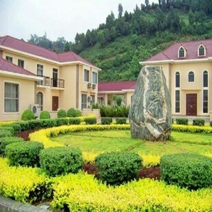 四季常青庭院绿化植物彩色苗木金叶女贞球金森女贞树苗小苗工程苗