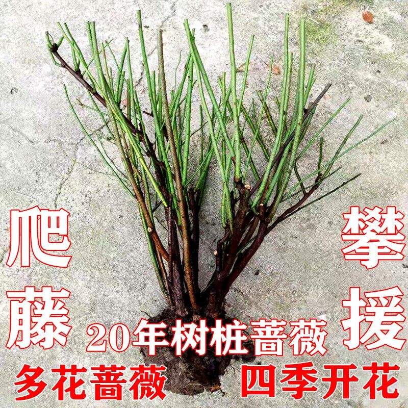 无刺蔷薇花苗多花老桩特大玫瑰花卉盆栽绿植庭院爬藤植物四季开花