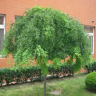 庭院单位工程绿化树苗木 嫁接黄金槐 国槐 南北方四季种植 龙爪槐