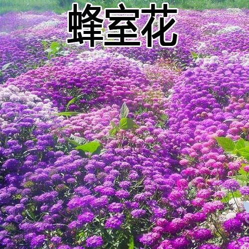 蜂室花种子草四季可播易种室内阳台盆栽园林植物简单花海花籽