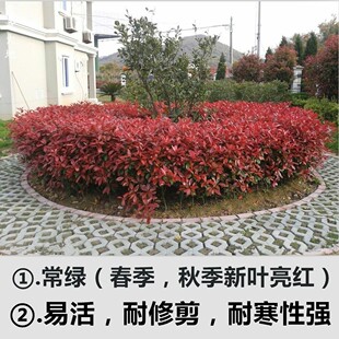 庭院植物四季常青篱笆红罗宾红叶石楠树苗小苗四季常青绿化苗木