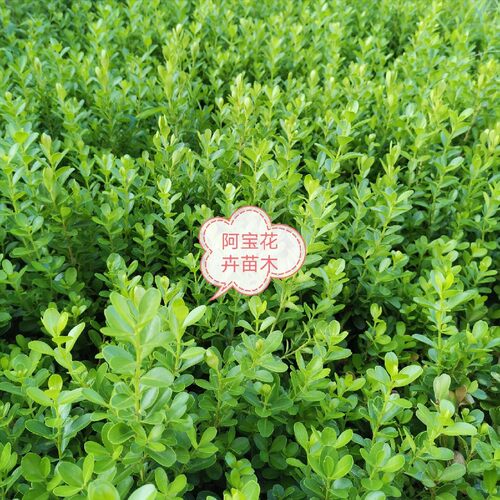 树苗 黄杨 瓜子 种植 绿篱 庭院 小叶 适用