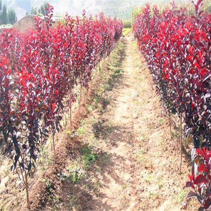 红叶李 紫叶李树苗 绿化苗木庭院绿化 红叶李苗 紫叶李树苗木