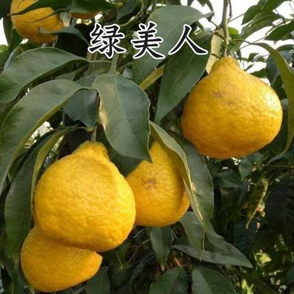 象山绿美人柑橘树苗桔子树苗媛小春柑桔树苗嫁接橘子苗当年结果苗