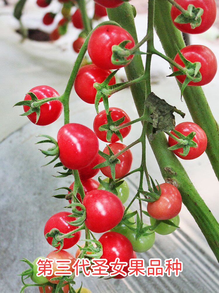 圣安妮圣女果种子苗口感酸甜好吃阳台四季盆栽小蕃茄种籽秧孑菜苗