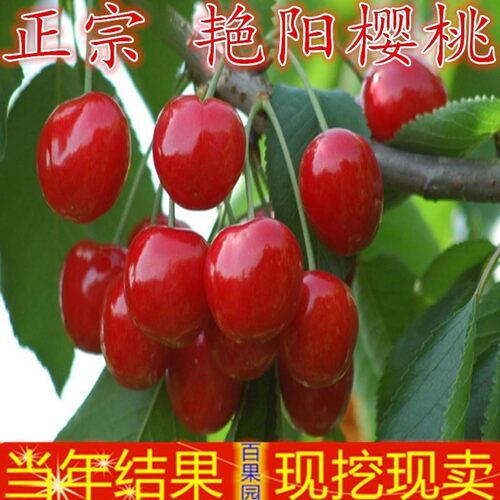艳阳 车厘子 盆栽 樱桃 果树 美国 树苗