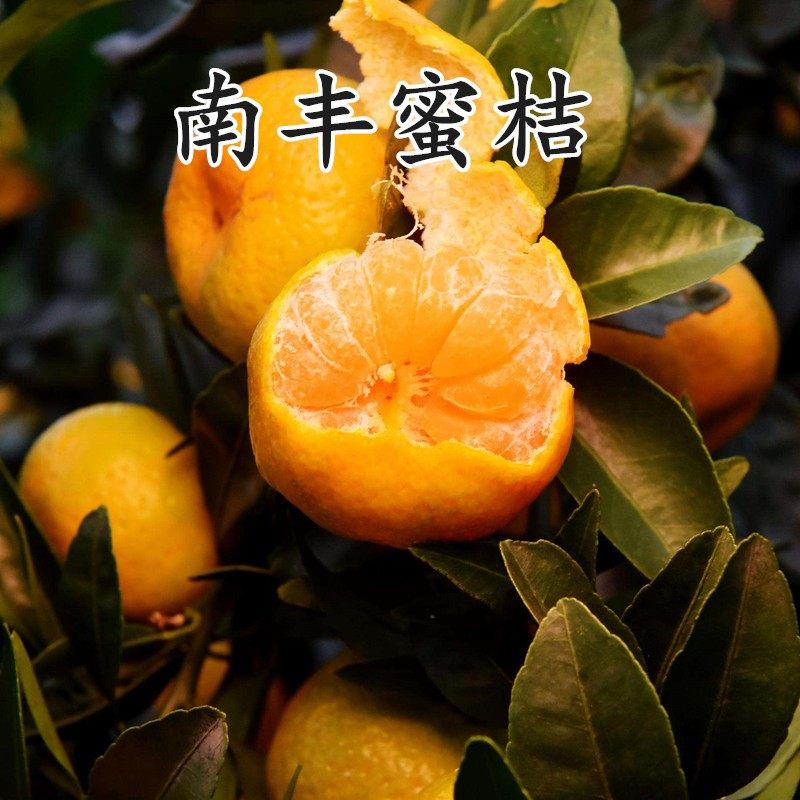 果树苗橘苗 正宗南丰蜜桔树苗 南丰贡桔子 南丰特早蜜桔苗 桔子树