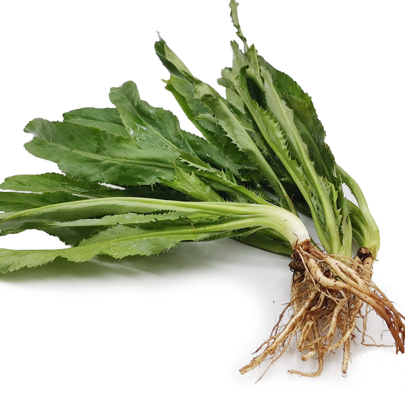 新鲜大香菜芫茜刺芹芫荽洋鹅芥元西云南越南泰国餐厅用香菜